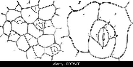. La botanique pour les lycées et collèges. La botanique. 101. Tig. 91.-l'élaboration de la feuille de l'fitomata purpurascgns de Sedum. A, un morceau d'épiderme très jeunes, montrant les premières étapes du processus. Tbe,na- merals indiquent l'ordre de création des partitions ; qui a marqué 1,1, 1, a été lormed en premier, puis le 2,2, et 3, 3 ; la cellule fermée par theoe trois partitions est la stomie-mère-cell ; B, une stomie dûment rempli ; e, e, deux cellules de l'épiderme original- dans la main droite l'un la nouvelle partition 1, 1, 1. la première fois ; il a été suivi par 2, 2. 2j puis par 3, 3, et 4, 4 ; ' e nfin-th Banque D'Images