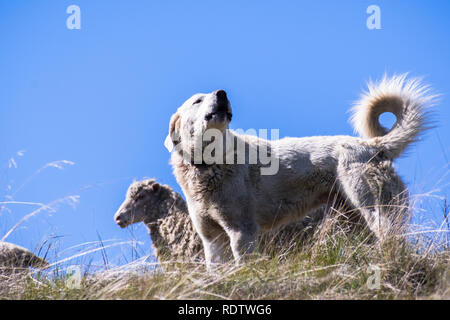Akbash dog, une race de chien de berger d'origine de la Turquie, qui garde un troupeau de moutons dans la région de la baie de San Francisco, Californie Banque D'Images