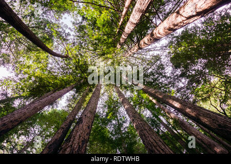 À la recherche d'un Redwood (Sequoia sempervirens) forêt, Henry Cowell State Park, Santa Cruz Mountains, baie de San Francisco Banque D'Images