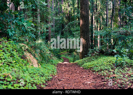 Sentier de randonnée avec bois rouge oseille à travers les forêts de Henry Cowell State Park, Santa Cruz Mountains, baie de San Francisco, Californie Banque D'Images