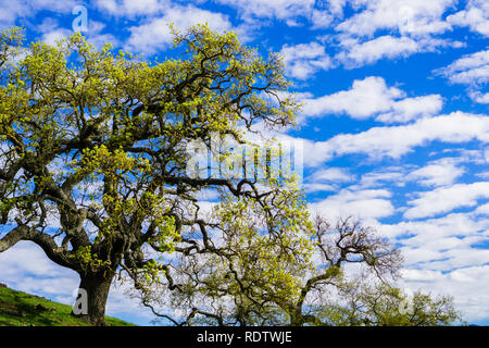De nouvelles feuilles poussent sur les branches d'une vallée (Quercus lobata) au printemps, le sud de San Francisco, Californie Banque D'Images
