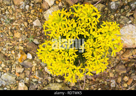 L'Erysimum franciscanum, communément connue sous le nom de giroflée Franciscaine ou San Francisco giroflée, endémique de Californie ; classés comme à risque (vulnerab Banque D'Images