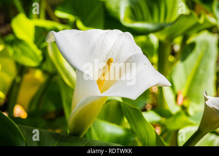 Close up de floraison (zantedeschia Zantedeschia aethiopica), Californie Banque D'Images