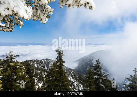 Les arbres à feuilles persistantes sur la haute montagne, mer de nuages blancs à l'arrière-plan couvrant la vallée, le Mont San Antonio (Mt Baldy), comté de Los Angeles, Cal Banque D'Images