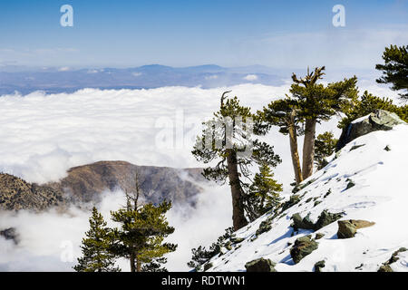 Les arbres à feuilles persistantes sur la haute montagne, mer de nuages blancs à l'arrière-plan couvrant la vallée, le Mont San Antonio (Mt Baldy), comté de Los Angeles, Cal Banque D'Images