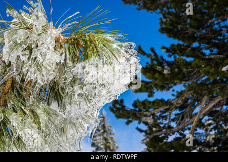 Close up des aiguilles de pins sur une froide journée d'hiver, en Californie Banque D'Images