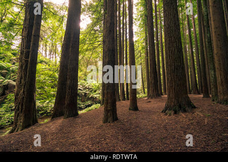 Une forêt bois rouge californien, Great Otway National Park, Victoria, Australie Banque D'Images