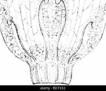 . Photos et illustrations de l'myoporinous les plantes de l'Australie. Tome 2. Lithograms. Myoporaceae ; botanique. /. M. Veuillez noter que ces images sont extraites de la page numérisée des images qui peuvent avoir été retouchées numériquement pour plus de lisibilité - coloration et l'aspect de ces illustrations ne peut pas parfaitement ressembler à l'œuvre originale.. Mueller, Ferdinand von, 1825-1896. Melbourne, J. Ferres Banque D'Images