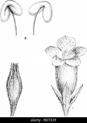 . Photos et illustrations de l'myoporinous les plantes de l'Australie. Tome 2. Lithograms. Myoporaceae ; botanique. . Veuillez noter que ces images sont extraites de la page numérisée des images qui peuvent avoir été retouchées numériquement pour plus de lisibilité - coloration et l'aspect de ces illustrations ne peut pas parfaitement ressembler à l'œuvre originale.. Mueller, Ferdinand von, 1825-1896. Melbourne, J. Ferres Banque D'Images