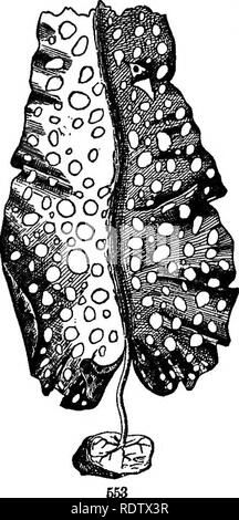 . Gray's school et livre de botanique de terrain. Constitué d'un "Leçons de botanique," et "Champ, forêt, et le jardin botanique," lié en un seul volume. La botanique, la botanique. L'article 17.] THALLOPHYTBS. 167 leur décadence. Vrai que ces distinctions sont générales, il n'est pas moins vrai que ces commandes exécuter ensemble dans leurs formes les plus faibles ; et que les algues et les champignons, peuvent être retracés en formes si bas et simple qu'aucune ligne claire peut être établie entre elles ; et même sur les formes de qui il n'est pas certain qu'ils devraient s'appeler les plantes ou les animaux. Il est aussi bien de dire qu'ils ne sont pas assez haut ui Banque D'Images