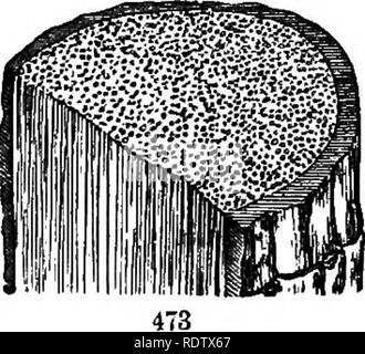 . Gray's school et livre de botanique de terrain. Constitué d'un "Leçons de botanique," et "Champ, forêt, et le jardin botanique," lié en un seul volume. La botanique, la botanique. 10 Il appartiennent toutes les plantes dicotylédones ou polycotyledonous avec embryon. Le premier a été appelé, pas très bien. Endogène, ce qui signifie qu'en- à croissance latérale ; le deuxième, assez correctement, Uxogetious, ou à l'extérieur. 427. Tiges endogène, ceux d'Monocotyls (40), atteignent leur plus grande taille et le plus caractéristique du développement dans les palmiers et arbres- Dragon, donc principalement dans les climats chauds, bien que le Palmetto et ainsi Banque D'Images