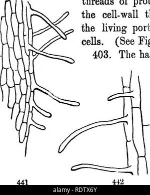 . Gray's school et livre de botanique de terrain. Constitué d'un "Leçons de botanique," et "Champ, forêt, et le jardin botanique," lié en un seul volume. La botanique, la botanique. 132 LA VIE VÉGÉTALE ET LE TRAVAIL. [L'article 16.. beaucoup d'épaississement et le petit calibre. Le protoplasme de chaque cellule vivante semble être complètement fermé et isolé dans sa coquille de la cellulose ; mais étude microscopique a permis de voir, dans de nombreux cas, les minutes les filets de protoplasme qui ici et là traverser le cell-wall par minute des pores, reliant ainsi la partie de l'une vie à l'ECE que de cellules adjacentes. ( Banque D'Images