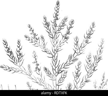 . L'iconographie d'salsolaceous australienne plantes. Arbustes ; Salsoleae. LXXXV. ^^-'i v ?. Veuillez noter que ces images sont extraites de la page numérisée des images qui peuvent avoir été retouchées numériquement pour plus de lisibilité - coloration et l'aspect de ces illustrations ne peut pas parfaitement ressembler à l'œuvre originale.. Mueller, Ferdinand von, 1825-1896. Melbourne, cerveau Banque D'Images