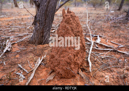 Wild termitière faite de terre rouge dans l'outback australien dans le désert central d'Australie NT Banque D'Images