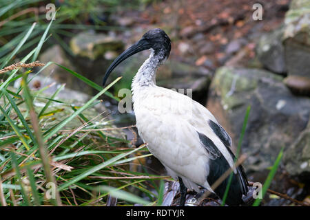 Ibis blanc australien sauvages ou d'oiseaux moluques Threskiornis dans un parc de Sydney , Australie Banque D'Images