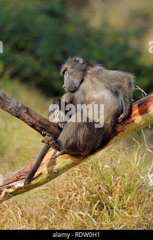 Grand babouin chacma masculins (Papio ursinus) dans un arbre, Mkuze game reserve, Afrique du Sud Banque D'Images