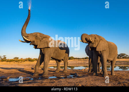 Les éléphants d'un verre dans un étang dans le parc national de Hwange au Zimbabwe. Banque D'Images