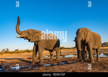 Les éléphants d'un verre dans un étang dans le parc national de Hwange au Zimbabwe. Banque D'Images