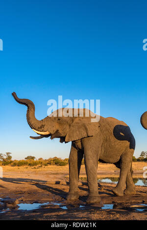 Les éléphants d'un verre dans un étang dans le parc national de Hwange au Zimbabwe. Banque D'Images