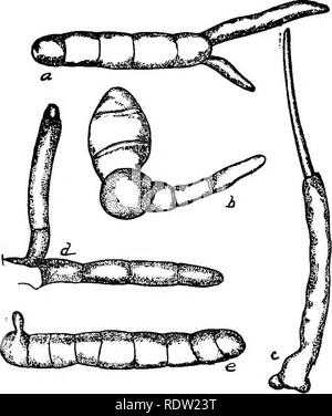 . Un manuel de plantes toxiques, principalement de l'Est de l'Amérique du Nord, avec de brèves notes sur le développement économique et les plantes médicinales, et de nombreuses illustrations. Plantes toxiques. 282 Manuel de plantes toxiques. Veuillez noter que ces images sont extraites de la page numérisée des images qui peuvent avoir été retouchées numériquement pour plus de lisibilité - coloration et l'aspect de ces illustrations ne peut pas parfaitement ressembler à l'œuvre originale.. Pammel L., H. (Louis Hermann), 1862-1931. Cedar Rapids, IA , appuyez sur le flambeau Banque D'Images