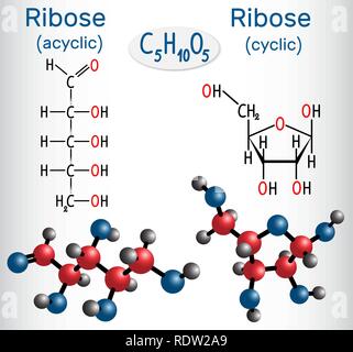 Structure Du Ribose Ribose (β-D-ribofuranose) molécule, c'est un sucre simple ...