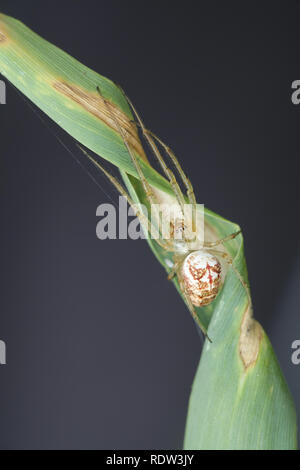 Orb-spider, Metellina mengei tissage/segmentata Banque D'Images