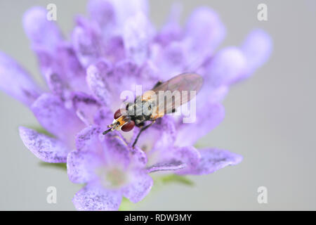 Bee-ferrugineux, mouche Sicus ferrugineus grabber Banque D'Images
