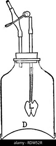 . Principes de la science vétérinaire ; un texte-livre pour une utilisation dans les écoles agricoles. La médecine vétérinaire. L'APPAREIL RESPIRATOIRE 117 pression est supérieure, d'environ 730 mm., à celle qui tend à les réduire. Cela explique pourquoi les poumons sont maintenus et élargis en contact avec la paroi thoracique en conditions naturelles. Si la paroi thoracique est perforé et l'air extérieur est autorisé à se précipiter dans la cavité pleurale, les poumons s'effondrer immédiatement, driv- ant une certaine quantité d'air par la trachée pour maintenant, en plus de la force contractile des poumons, il y a ajouté la pression atmosphérique Banque D'Images