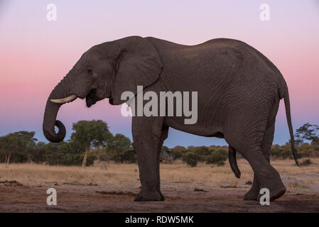 Vu de l'éléphant d'un undertground se cacher dans le parc national de Hwange au Zimbabwe. Banque D'Images