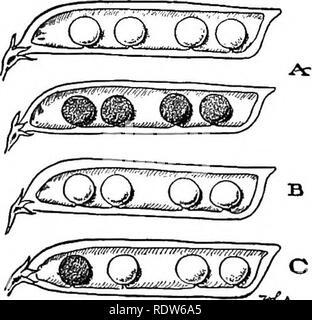 . Problèmes de laboratoire en biologie civique. La biologie. Problème 159 181 fleurs dans cette expérience ? Pourquoi de tels soins dans le transfert du pollen ? Ce qui devrait se produire après le transfert du pollen ? Conclusion. - 1. Se rappelant que l'egjg cell d'une fleur s'est uni avec le spermatozoïde d'une autre fleur, si l'opération a été un succès, quels caractères devrait la nouvelle usine d'avoir ? Expliquez.. 2. Quelle est l'utilisation de l'hybridation ? /^ OOQ Problème 158 : d'autres méthodes utilisées dans l'amélioration des plantes. Les matériaux. - Exemples de bourgeonnement, greffage, couches, et feuillets. Des graphiques et textes. Les observations. - Avis Banque D'Images