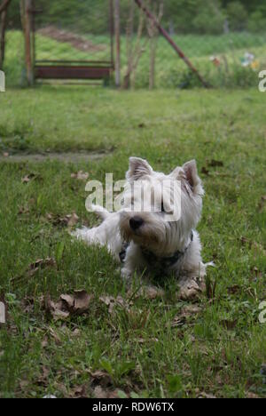 West Highland White Terrier allongé dans l'herbe Banque D'Images