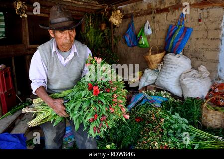 Harvest Astromelias lys - communauté paysanne dans Humacchuco - Parc National Huascaran. Département d'Ancash au Pérou. Banque D'Images