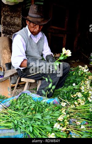 Harvest Astromelias lys - communauté paysanne dans Humacchuco - Parc National Huascaran. Département d'Ancash au Pérou. Banque D'Images
