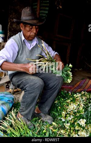 Harvest Astromelias lys - communauté paysanne dans Humacchuco - Parc National Huascaran. Département d'Ancash au Pérou. Banque D'Images