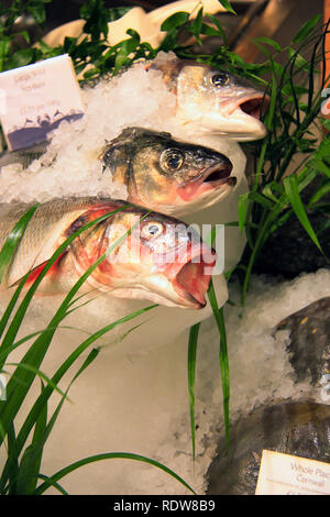 Bar sauvage avec la bouche ouverte portant sur un bloc de glace à un magasin de fruits de mer à Londres, Royaume-Uni Banque D'Images