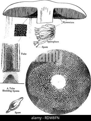 . Nos champignons comestibles et toadstools et comment les distinguer ; une sélection de trente variétés alimentaires indigènes, facilement reconnaissables par leurs individualités marquées, avec des règles simples pour l'identification des espèces toxiques. Les champignons, Côté Cuisine (champignons) ; cbk. La plaque d'impression de spores XXXVI.-SPORE-SURFACE DE POLYPORUS {BOLET). Veuillez noter que ces images sont extraites de la page numérisée des images qui peuvent avoir été retouchées numériquement pour plus de lisibilité - coloration et l'aspect de ces illustrations ne peut pas parfaitement ressembler à l'œuvre originale.. Gibson, W. Hamilton (William Hamilton), ;, 1850-1896 Banque D'Images