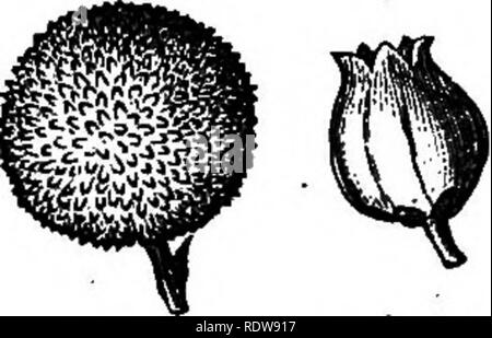 . Les fleurs et leurs pedigrees. La botanique. Le romantisme d'un côté la lutte contre les mauvaises herbes. 55 se développe sauvage dans l'ouest de l'Espagne/Portugal, et les Pyrénées, plus élevé et réapparaît dans le sud-ouest de l'Irlande. Une autre jolie petite saxifrage saute de la même manière de l'Asturies à Killarney. Dabeoc :'s heath a la même gamme. L'Orchid est très lié de Bordeaux à un sihgle station dans le comté de Galway. En résumé peu de^ ' Crète, l'Auvergne, les Pyrénées, S.-W. L'Irlande, l' est une description technique de la distribution d'un grand nombre de belles plantes de l'Europe du sud.. Fig. 15.-fleur et fruit de l'arbousier. Pas de Banque D'Images