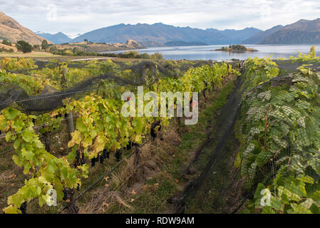 La récolte de raisins mûrs travailleurs en automne à partir de vignes dans un vignoble à Wanaka, Nouvelle-Zélande. Banque D'Images