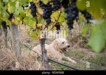 La récolte de raisins mûrs travailleurs en automne à partir de vignes dans un vignoble à Wanaka, Nouvelle-Zélande. Banque D'Images