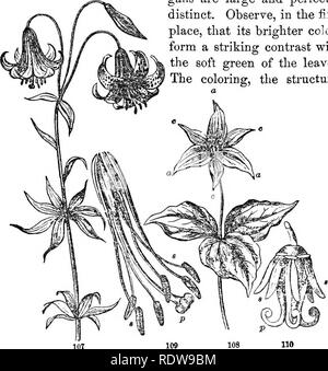 . Feuilles et fleurs : ou, des leçons de botanique avec une flore : préparé pour les débutants dans les écoles et les écoles publiques . La botanique. Organes de la fleur. Leçon 41 XI. Organes de la fleur. 63. Aujourd'hui, nous^ commencer l'étude de la belle fleur. Nous avons devant nous la prairie Lily (Fig. 107), dont l'ou- gans sont grandes et parfaitement distincte. Observer, en premier lieu, que ses plus vives forment un contraste frappant avec le vert tendre des feuilles. La couleur, la structure,. Fig. 107. {LiUum Lily Meadow canadensis). Fid. 108. Service {TriUinm erectwrn-robin). Fig. 109. Étamines (", e) et Banque D'Images