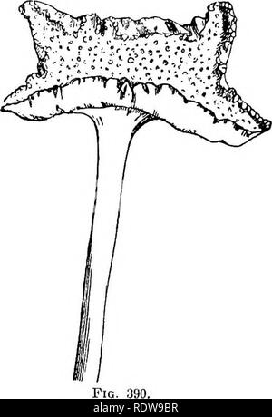 . La botanique pour les lycées et collèges. La botanique. URTICALES. 489 d'entre eux contiennent un principe toxique âcre wliile, certains sont non seulement innoxious, mais se permettre â nourriture saine. Artocarpus ivcUa, l'arbre à pain, originaire de l'Est du Pacifique- terres, et aujourd'hui courantes dans les pays tropicaux, atteint une hauteur de de six à ninemeters (30 à 30 pi). Le réceptacle charnu et agglomérée carpelles former une masse aussi grande que la tête d'un homme. Ce fruit "," quand se sont réunis un peu avant qu'il est mûr, et cuit au four, l'air et les goûts tout comme le pain, et est largement consommé par les personnes. Le Jack Fruits o Banque D'Images