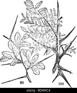 . Feuilles et fleurs : ou, des leçons de botanique avec une flore : préparé pour les débutants dans les écoles et les écoles publiques . La botanique. Appendices. 39. aiguillons, comme si en cas de légitime défense. Voir l'Tliorn-bnsh (Fig. 99), où la longue ligne droite épines proviennent de l'aisselle des feuilles, et sont ligneuses. Les terribles épines du miel Locust (Fig. 100) sont ramifiées. Ceux de la politique commune de Locust sont dans la position de stipules. Ces derniers, et tous les autres qui viennent avec les feuilles (comme dans Berberis, chardon, &amp;c.), sont plus correctement appelé épines. 67. Comme pour la Rose et Bramble, ils sont arm Banque D'Images