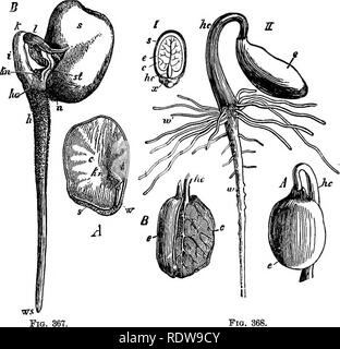 . La botanique pour les lycées et collèges. La botanique. 474 BOTANIQUE. partie tels que la yeins rarement sont parallèles les uns aux autres, et dans leur forme, ils s'anastomosent net irrégulière-travail. La germination des dicotylédones peut être illustrée par quelques exemples. Dans la semence de la Windsor Bean (Fig. 367) l'embryon se remplit entièrement la semence-cavité, l'albumen ayant tous été ab- ' â "poursuite". 367-8.âGebmination op dicotylédones.. La FiQ. 368. Fig. 367.âHcia/o6a. .4, les semences avec un cotylédon supprimé ; c, restant cotyle- don ; l'enfance, la plumule â w, la radicule : s, tégument séminal. B, de germination ; Banque D'Images