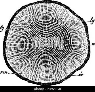 . La botanique pour les lycées et collèges. La botanique. ANGlOSPERMtl TISSUS OB'. 449 treme cas plus de mille,* l'écorce rarement présente plusieurs couches distinctes, et son épaisseur est généralement très inférieure à celle de l'ancien. À partir de ce qui a été dit, c'est vu qu'une tige dicotylédone vieux de plusieurs années, est composé d'une série de plus en plus boisée continue (Fig. 330, 1, 3, 3, 4, 5) entouré d'une série correspondante d'écorce des coquillages, qui sont plus petits petits aud (Fig. 330, 5', 4' 3', 2', l^. 548.-Les rayons médullaires, dans les jeunes tiges dicotylédone il y a thic Banque D'Images