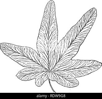 . Feuilles et fleurs : ou, des leçons de botanique avec une flore : préparé pour les débutants dans les écoles et les écoles publiques . La botanique. u DES LEÇONS DE BOTANIQUE. Avec nervation palmée. Feuilles d'érable sont très familiers ex- Exemples de la même. 11. Notre prochaine figure (5) représente les feuilles de la tulipe. Comment est très différente de sa nervation ! Comment, même en douceur, et polislied sa surface ! Les veines toutes fonctionner côte à côte, de la base au sommet, dans les courbes gracieuses et régulière. Ils sont si près de parallèle, que tbis genre de nervures appelés , tbe. nervures parallèles Regardez les feuilles d'herbe, le /f/u 4 feuilles de maïs, Banque D'Images