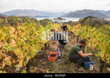 La récolte de raisins mûrs travailleurs en automne à partir de vignes dans un vignoble à Wanaka, Nouvelle-Zélande. Banque D'Images