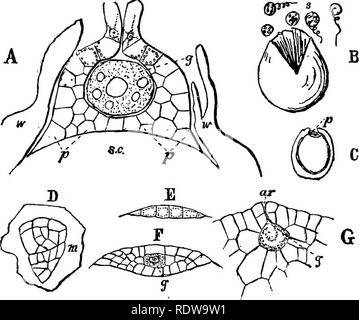 . La botanique pour les lycées et collèges. La botanique. 380 Botanique. Les Stein sont élaborés à partir d'une cellule apicale triangulaire, alors que les racines, comme ceux d'Marattiacece, n'ont pas de cellule apicale', mais un groupe de cellules au lieu. Le fibro-faisceaux vasculaires sont disposés dans un cylindre {un cercle en coupe), et ils forment un réseau par leur anastomos- ment les uns avec les autres. Selon De Bary, ils appartiennent à la "col- latéral " série. Ces plantes sont habituellement de petite taille, dépassant rarement les 30 centimes-. Fig. 271.-A, section verticale d'un archegoninm et le prothalle rudimentaire de Pilvlnri Banque D'Images
