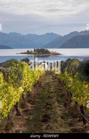 La récolte de raisins mûrs travailleurs en automne à partir de vignes dans un vignoble à Wanaka, Nouvelle-Zélande. Banque D'Images