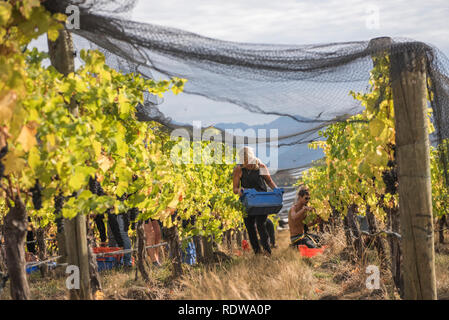 La récolte de raisins mûrs travailleurs en automne à partir de vignes dans un vignoble à Wanaka, Nouvelle-Zélande. Banque D'Images