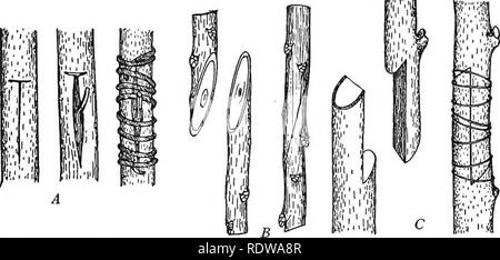 . Manuel de botanique. La botanique. Tiges ET BRANCHES ET LEURS UTILISATIONS 227 au-dessus de la surface du sol. Le greffage de l'écorce est similaire, sauf que la répartition est faite entre l'écorce et le bois du stock ; il est utilisé en particulier dans la greffe pour plutôt grosses tiges ou branches. Dans un greffon whip, utilisé sur les stocks dans les pépinières, les deux sont coupés scion greffon et seulement d'un côté à l'étrave (une division ou de la langue d'être laissé dans le milieu) et sont attachés ensemble avec les surfaces en contact. Cette méthode est utilisée également lorsque le scion est directement attaché à la racine de l'action, comme c'est souvent ne Banque D'Images